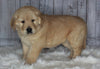 Goldendoodle For Sale Sugarcreek, OH Female- Sophie