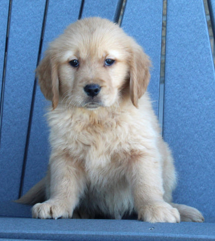 AKC Registered Golden Retriever For Sale Millersburg OH Male-Steve