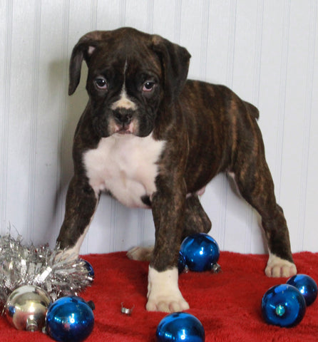 Boxer For Sale Fredericksburg OH Male-Mason