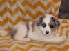 ABCA Registered Border Collie For Sale Warsaw OH Male-Leo
