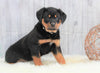 AKC Registered Rottweiler For Sale Holmesville, OH Female- Abbey