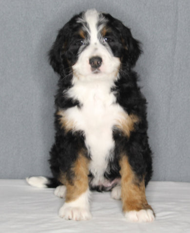 Bernedoodle For Sale Sugarcreek OH Female-Bailey