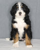 Bernedoodle For Sale Sugarcreek OH Female-Bailey