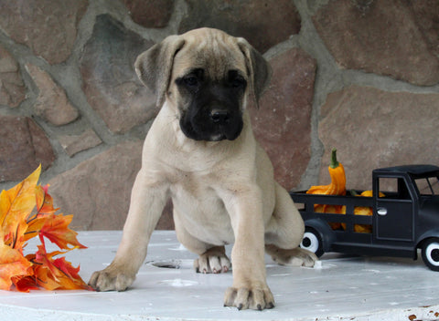 AKC Registered Cane Corso For Sale Wooster OH Female-Diva