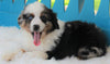 Mini Australian Shepherd For Sale Fredericksburg OH -Male Dexter