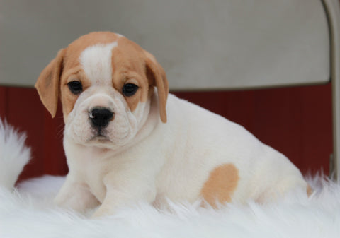 Beabull For Sale Wooster, OH Male- Max