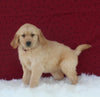 AKC Registered Golden Retriever For Sale Fredericksburg OH Female-Julie