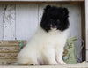 Pomeranian For Sale Millersburg, OH Male- Charles