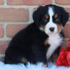 AKC Registered Bernese Mountain Dog For Sale Sugarcreek OH Female-Willow
