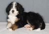Bernedoodle For Sale Sugarcreek OH Female-Bailey