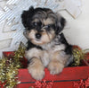 Yorkie-poo For Sale Millersburg OH Female-Minnie