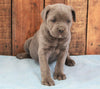 AKC Registered Cane Corso For Sale Wooster, OH Female- Lola