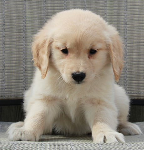 Golden Retriever For Sale Fredericksburg OH Female-Aimee'