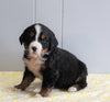 AKC Registered Bernese Mountain Dog For Sale Millersburg, OH Male- Buddy