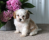 Shih-Poo For Sale Dundee OH Male-Cooper