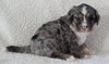 Bernedoodle For Sale Dundee OH Female-Holly