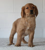 AKC Registered Golden Retriever For Sale Millersburg OH Male-Fritz