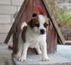 Puggle For Sale Sugarcreek OH Female-Suzie