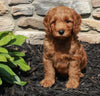 Mini Goldendoodle For Sale Sugarcreek OH Male-Gage