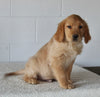 AKC Registered Golden Retriever For Sale Millersburg OH Male-Bobby