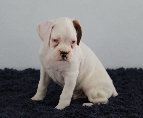 AKC Registered Boxer For Sale Millersburg OH Male-Ashton