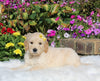 Goldendoodle For Sale Sugarcreek OH Female-Ellie