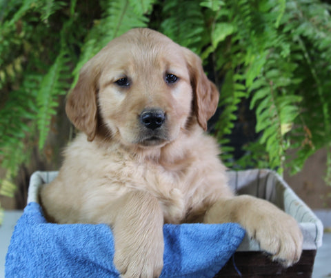AKC Registered Golden Retriever For Sale Shreve OH Female-Hope