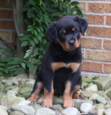 AKC Registered Rottweiler For Sale Shreve OH Female-Molly
