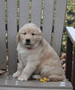 AKC Registered Golden Retriever For Sale Fredericksburg OH Male-Linus