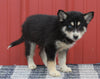 Pomsky Puppy For Sale Wooster OH-Male Oliver