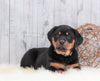 AKC Registered Rottweiler For Sale Holmesville, OH Female- Abbey