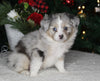 Mini Australian Shepherd For Sale Orrville OH Male-Blu