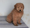 Goldendoodle For Sale Fredericksburg, OH Female- Fluffy