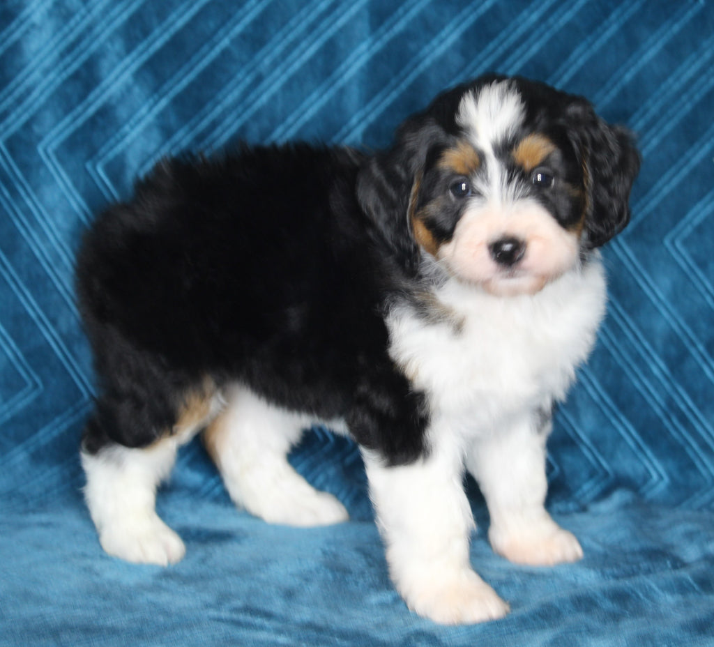 Mini Bernedoodle For Sale Dundee OH FemaleLacey AC Puppies LLC