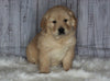 Goldendoodle For Sale Sugarcreek, OH Female- Sophie