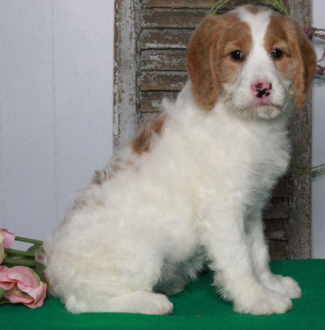 F1B Medium Labradoodle For Sale Millersburg, OH Female- Chloe