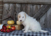 F1B Medium Labradoodle For Sale Millersburg OH Female-Flurry