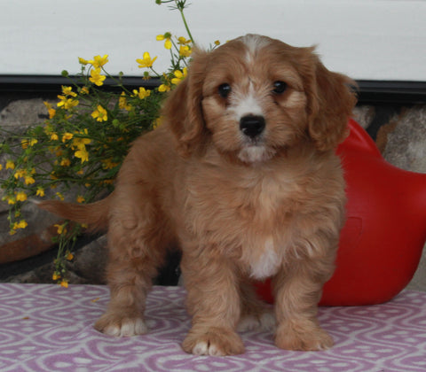 Cavapoo For Sale Sugarcreek OH Female-Sally