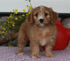 Cavapoo For Sale Sugarcreek OH Female-Sally
