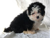 Mini Bernedoodle For Sale Sugarcreek OH Female-Molly