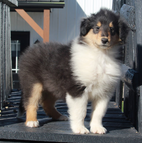 AKC Registered Collie Lassie For Sale Fredericksburg OH Male-Cody