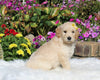 Goldendoodle For Sale Sugarcreek OH Female-Ellie