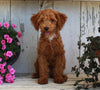 Mini Poodle For Sale Millersburg OH Male-Rambo