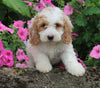 F1BB Mini Labradoodle For Sale Millersburg OH Female-Esther