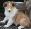 AKC Registered Lassie Collie For Sale Millersburg OH Male-Weston