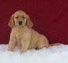 AKC Registered Golden Retriever For Sale Fredericksburg OH Female-Hanna