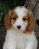 Medium F1BB Goldendoodle For Sale Millersburg OH Female-Dollie