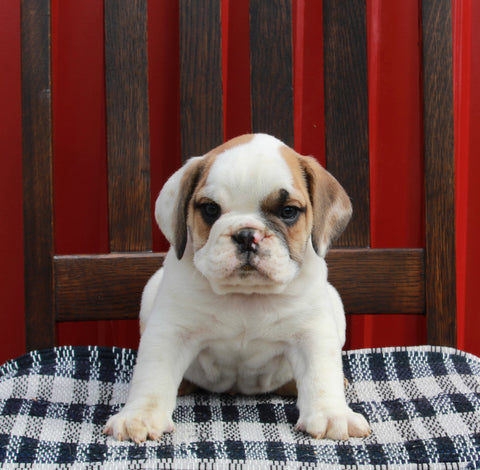 Beabull For Sale Wooster OH Male-Lance