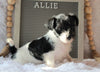 Jack-a-poo For Sale Applecreek, OH Female- Allie