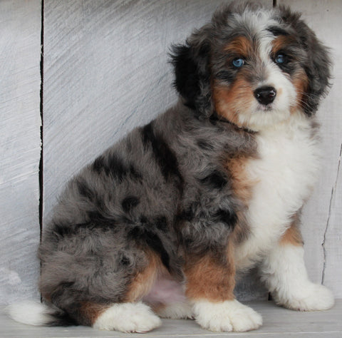 Mini Bernedoodle For Sale Millersburg OH Male-Topper